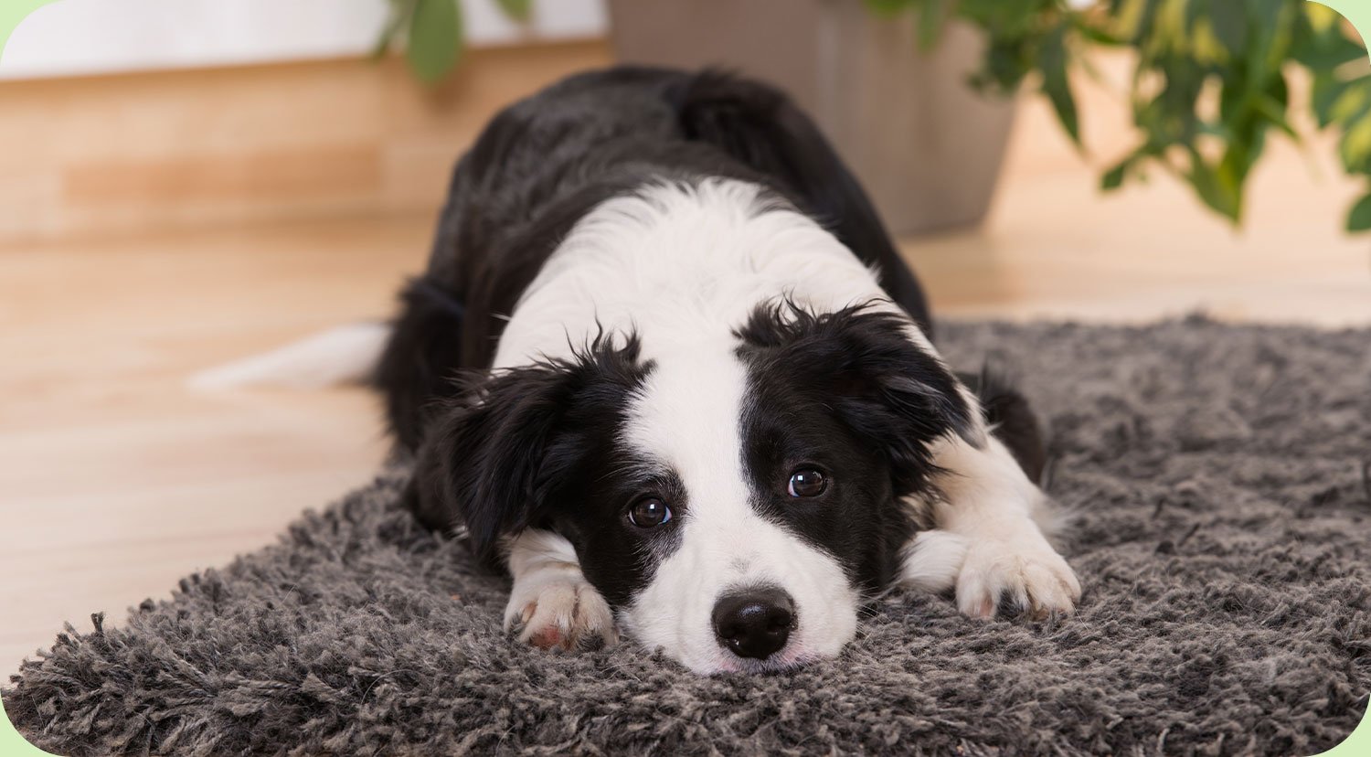dog lying on an indoor rug