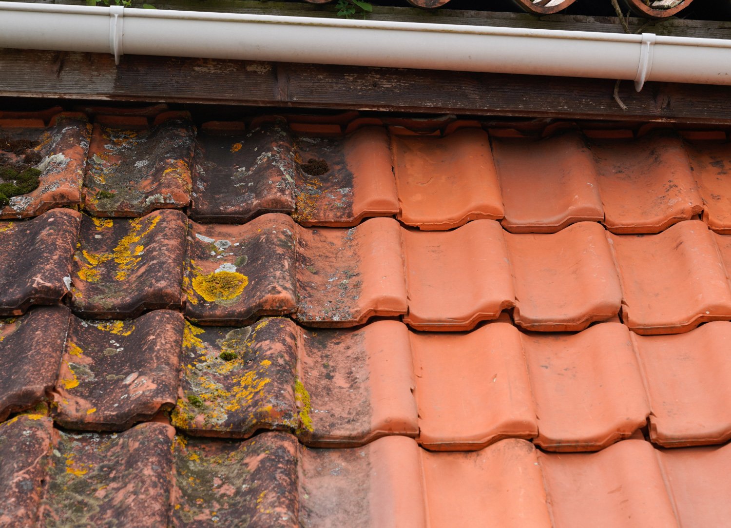 Roof tile with moss - Roof cleaning