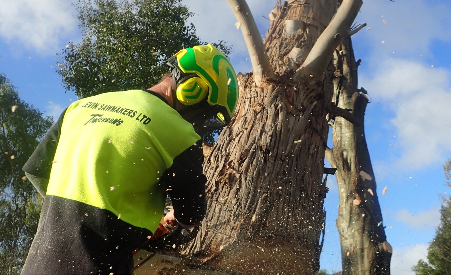 Arborist wearing safety equipment felling a tree