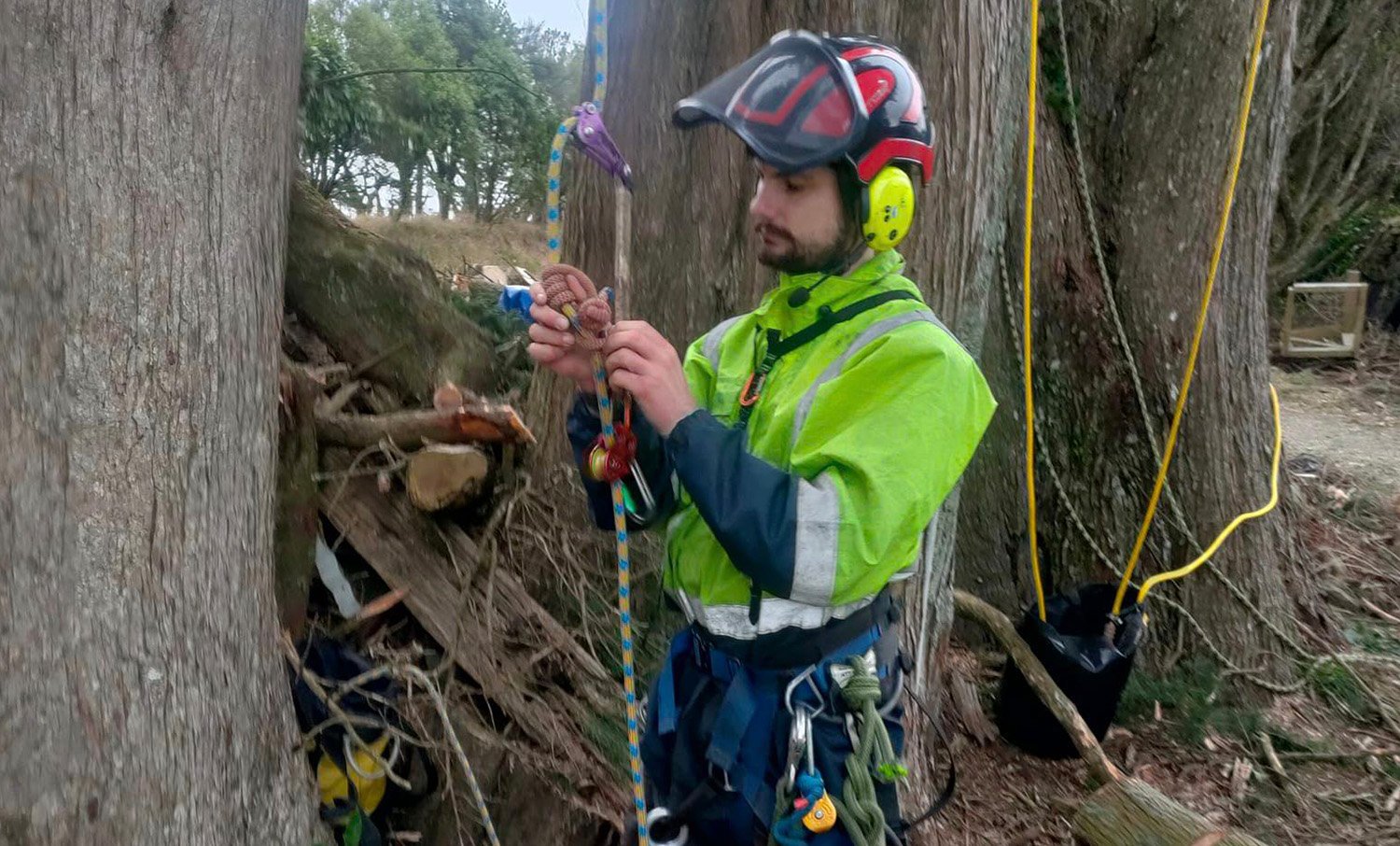 Arborist setting up safety ropes for some high tree work