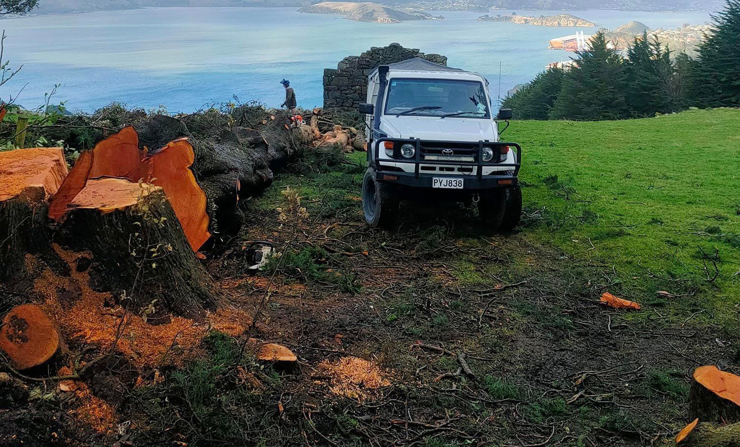 Trunk of a large tree cut into sections after being felled