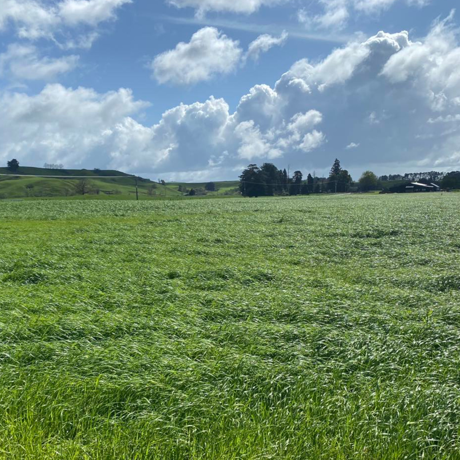 Kiwitahi Maize Growers services image