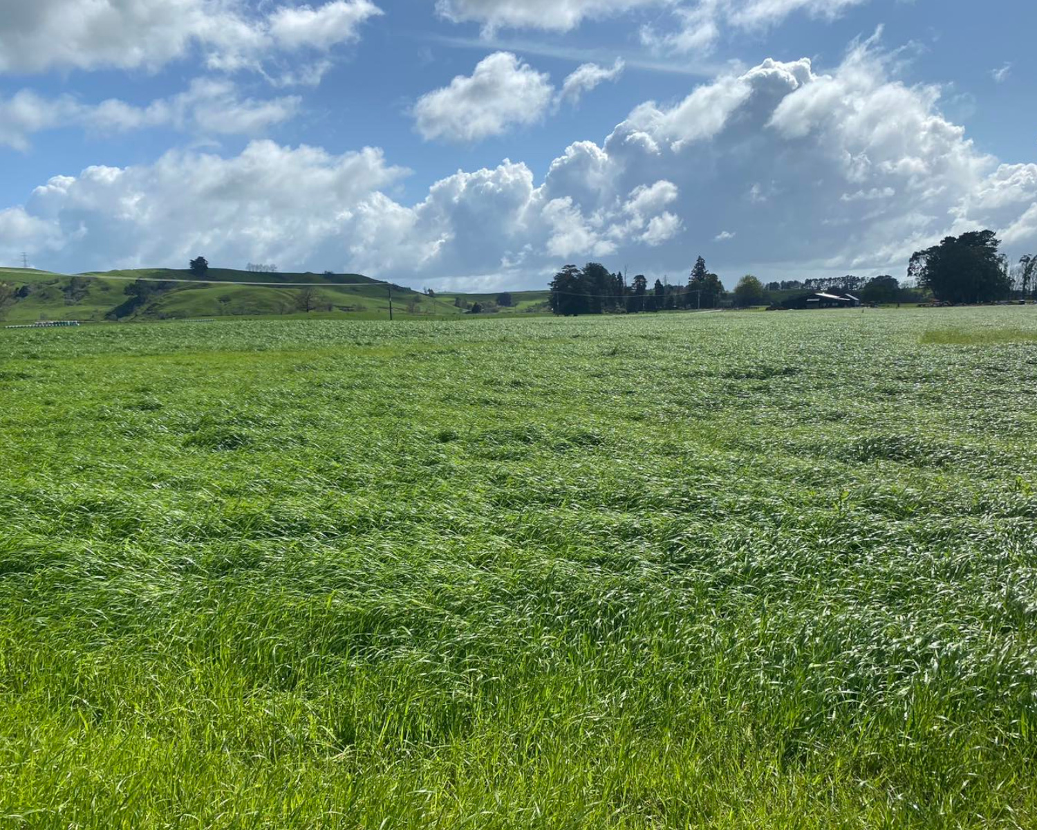 Kiwitahi Maize Growers services image