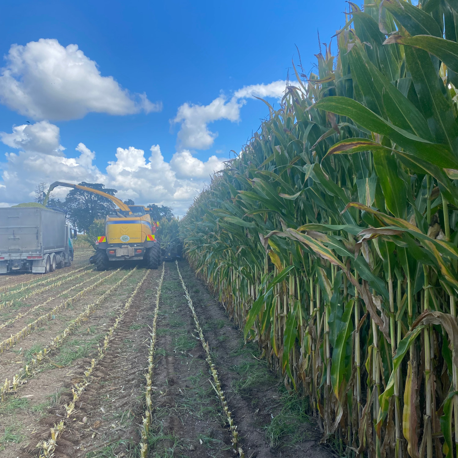 Kiwitahi Maize Growers home gallery image three