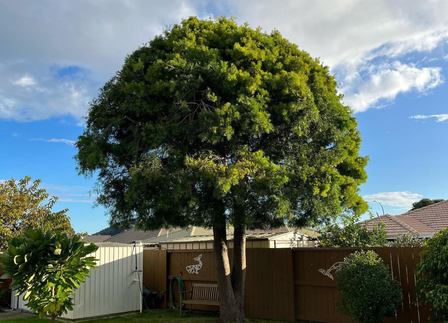 Arbor Artisan Crown Reduction scp image link