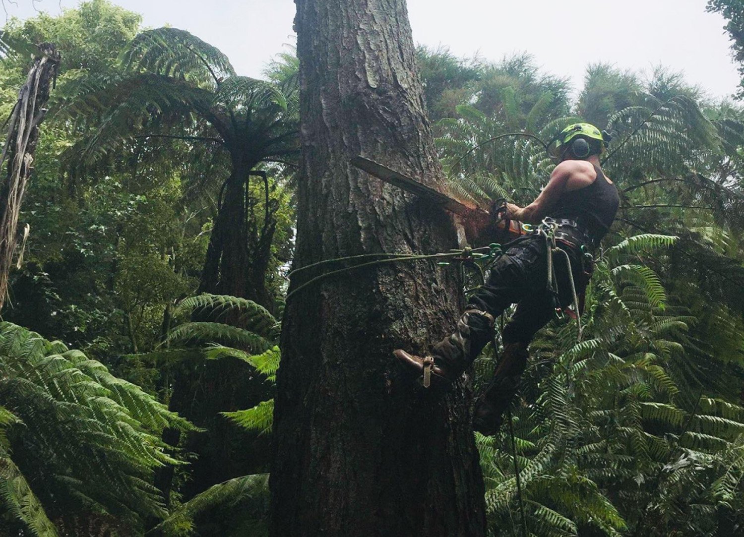 Arbor Artisan Tree Felling and Removal