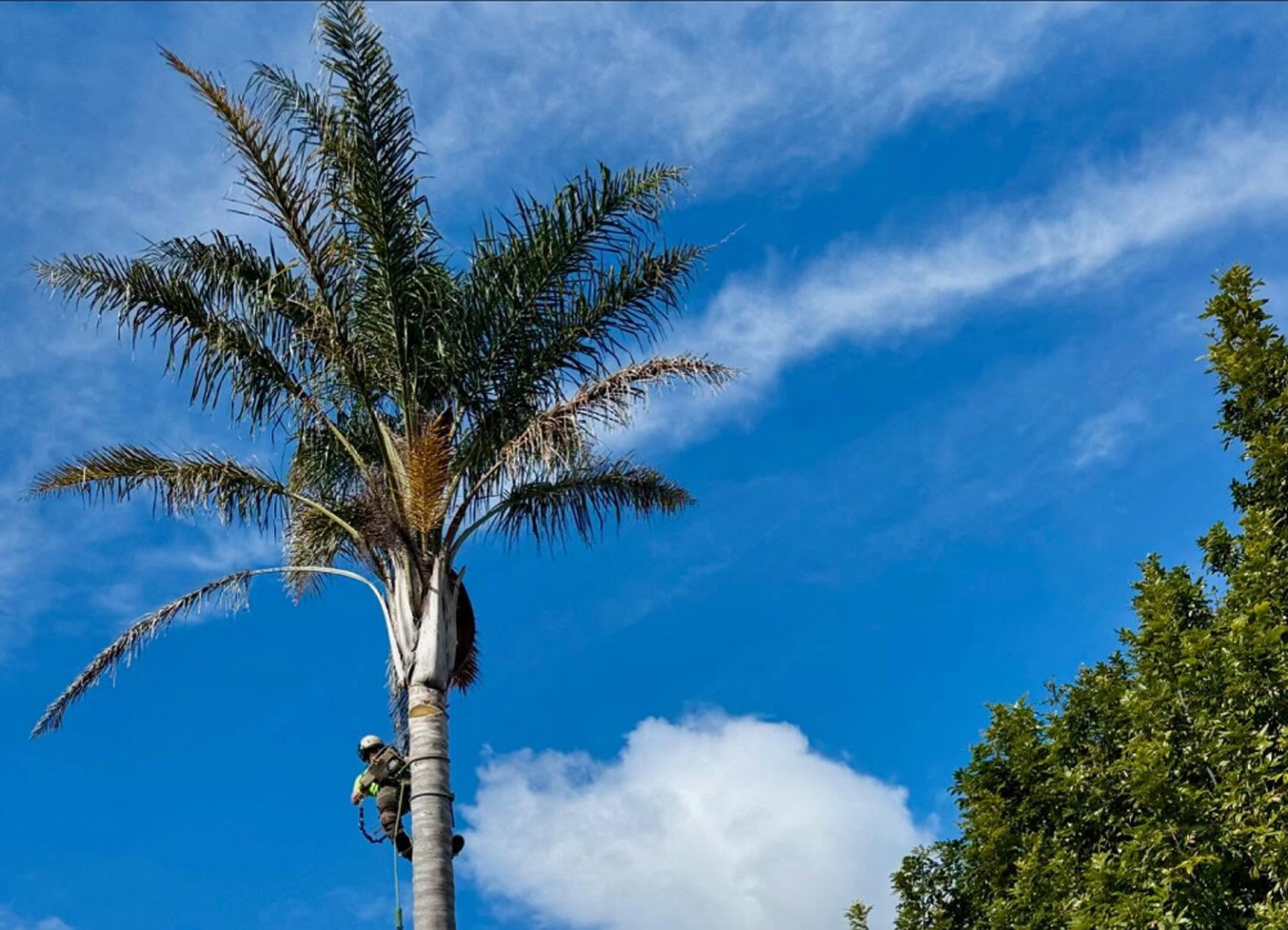 Arbor Artisan Tree and Palm Pruning scp image link