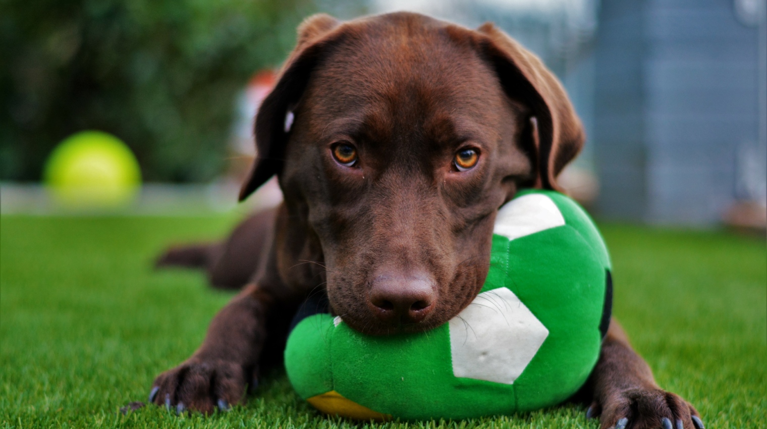Day Care Centre for Dogs Wellington Dog Groomers Porirua