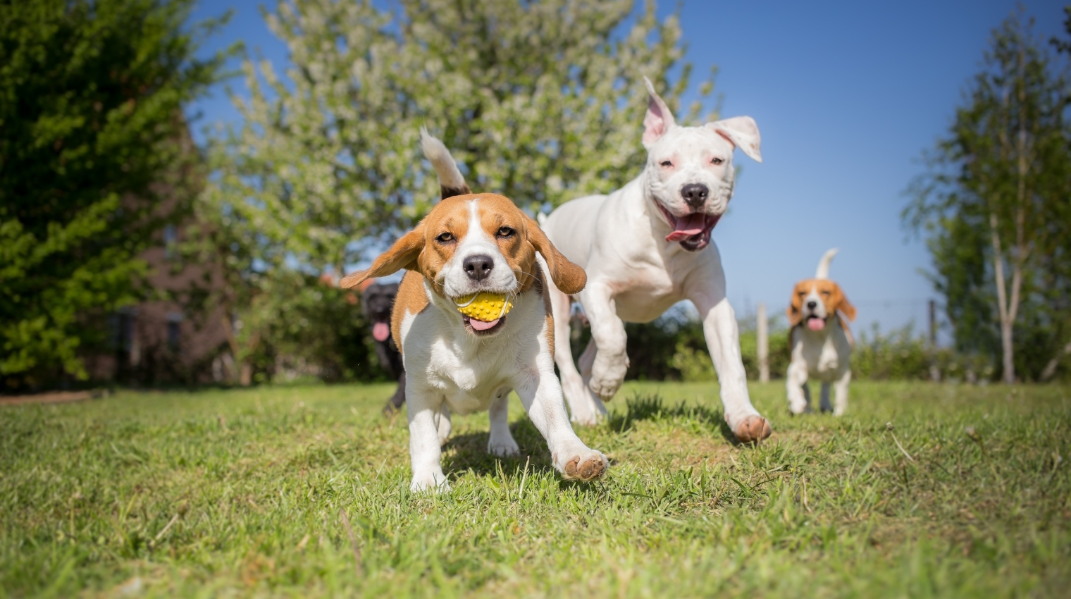 Doggy Day Care pick up drop off Wellington Puppy Daycare