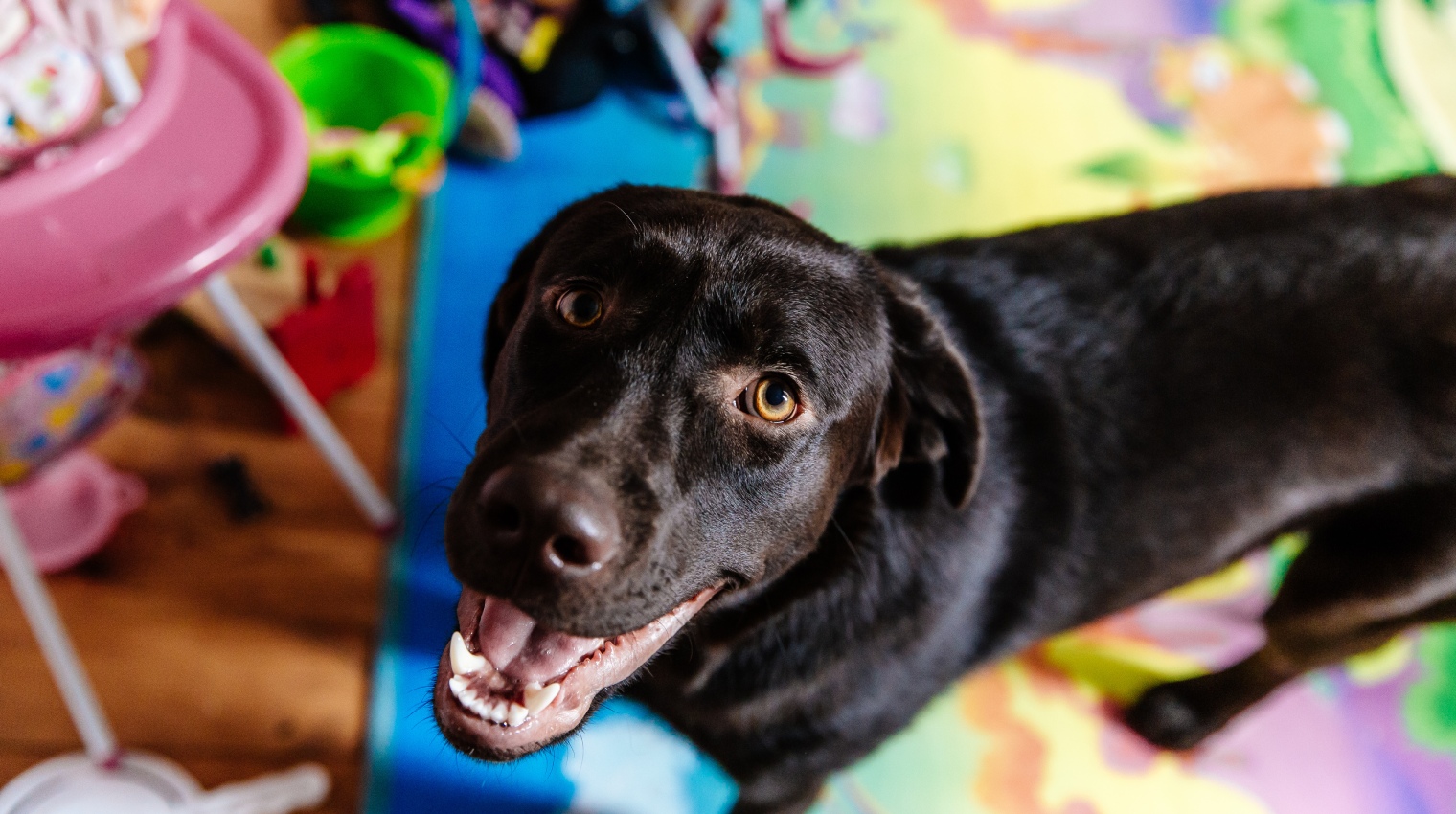 Daycare Service for Dogs Wellington, Porirua, Kapiti