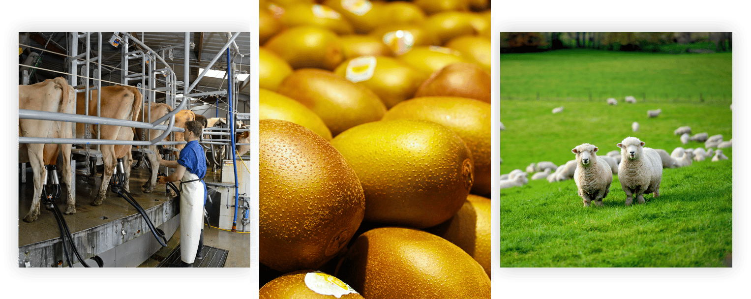 Farmer milking cows in a rural factory, freshly picked kiwifruit, and little white sheep in a vibrant green paddock