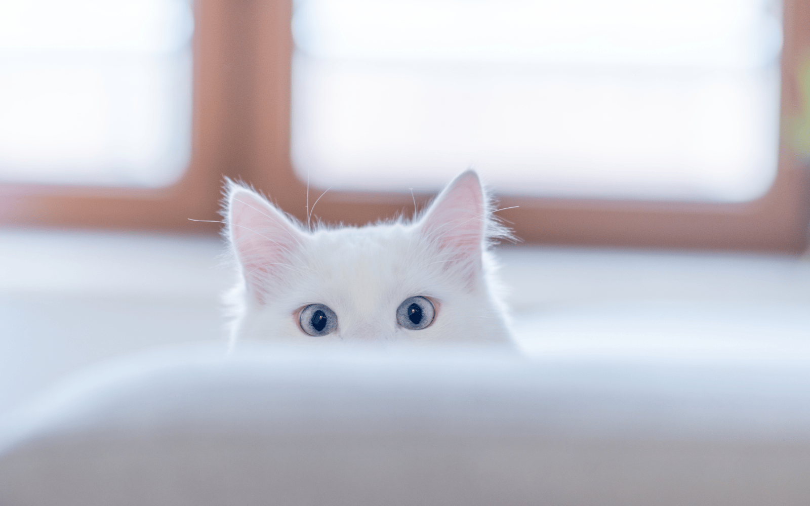 White Cats and Hearing Loss