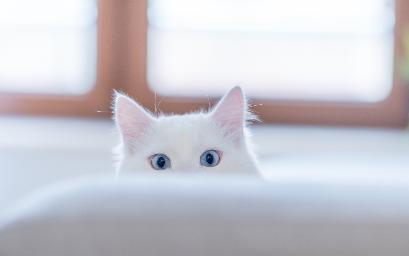 White Cats and Hearing Loss