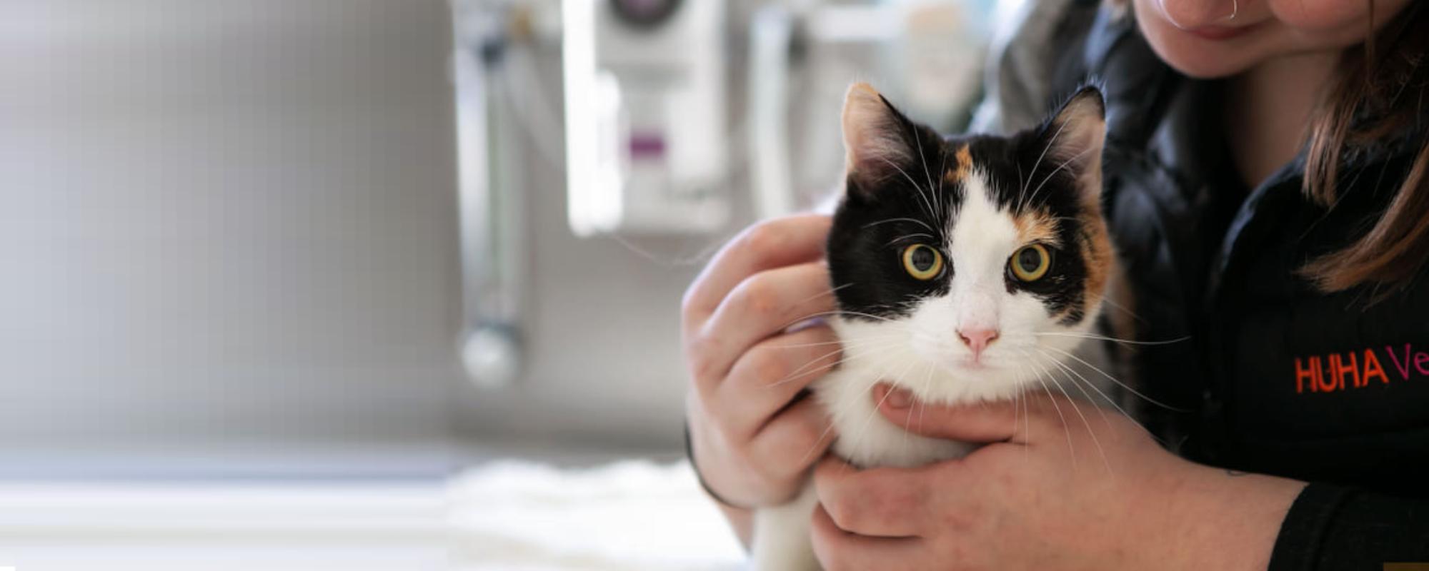 Huha team member caressing a concerned-looking black and white cat in a bright white room