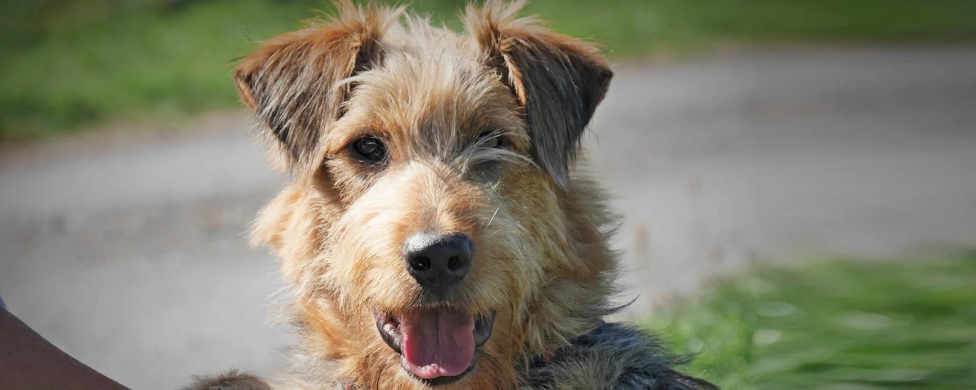 Brown scruffy dog looking happy with its tongue out while out on a walk with grass and a gravel road in the background
