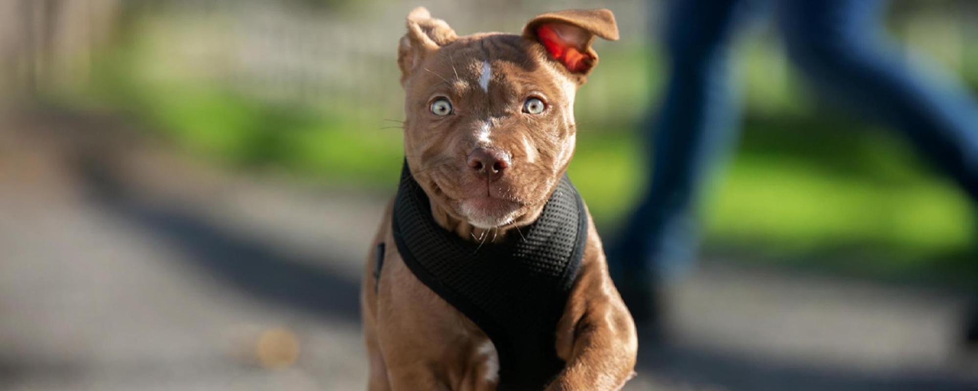 Little brown puppy prancing in his black harness with its ears flapping in the wind