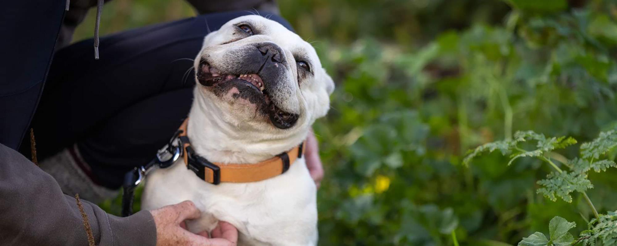 Little white dog with a smile from ear to ear as he gets scratches from his human