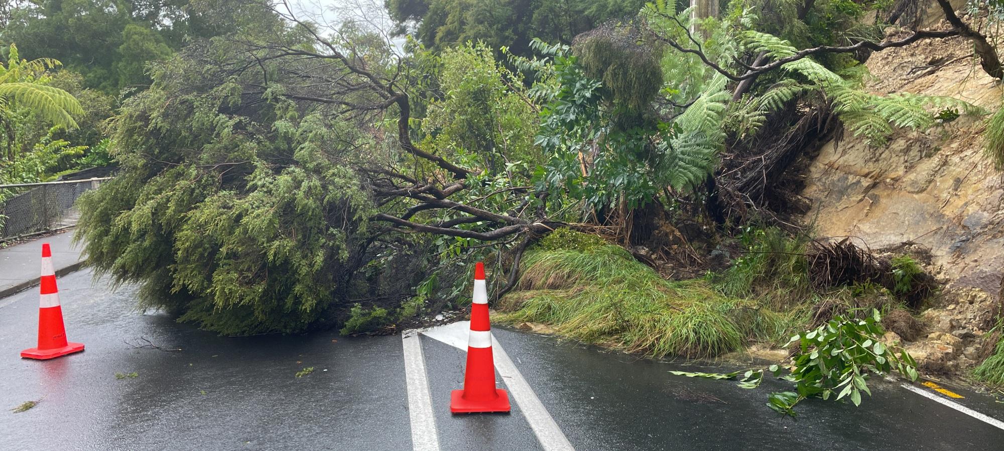 Landslide tree and earth debris on the road, cordoned off by orange cones