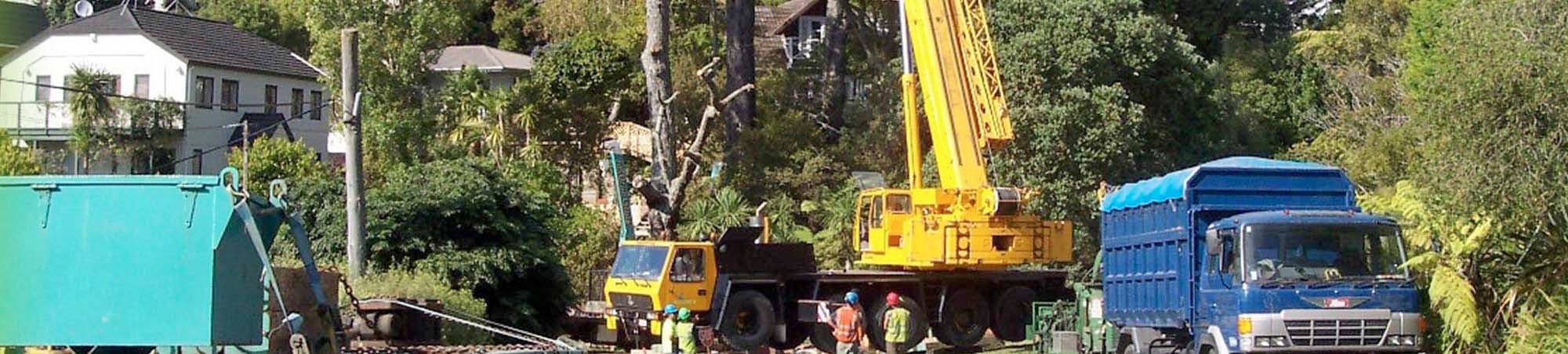 tree arborist north shore
