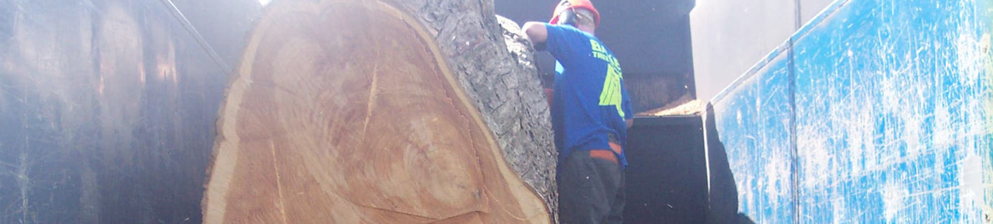 tree removal auckland