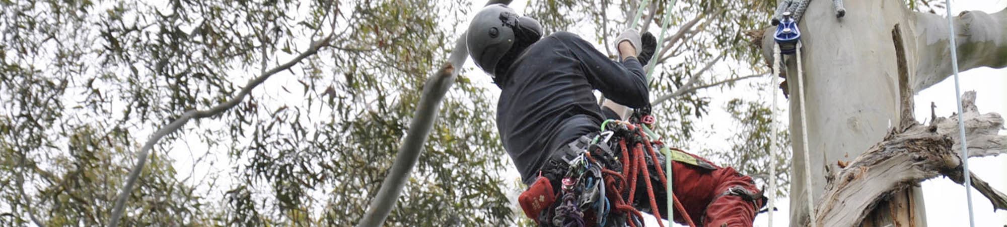 tree pruning auckland