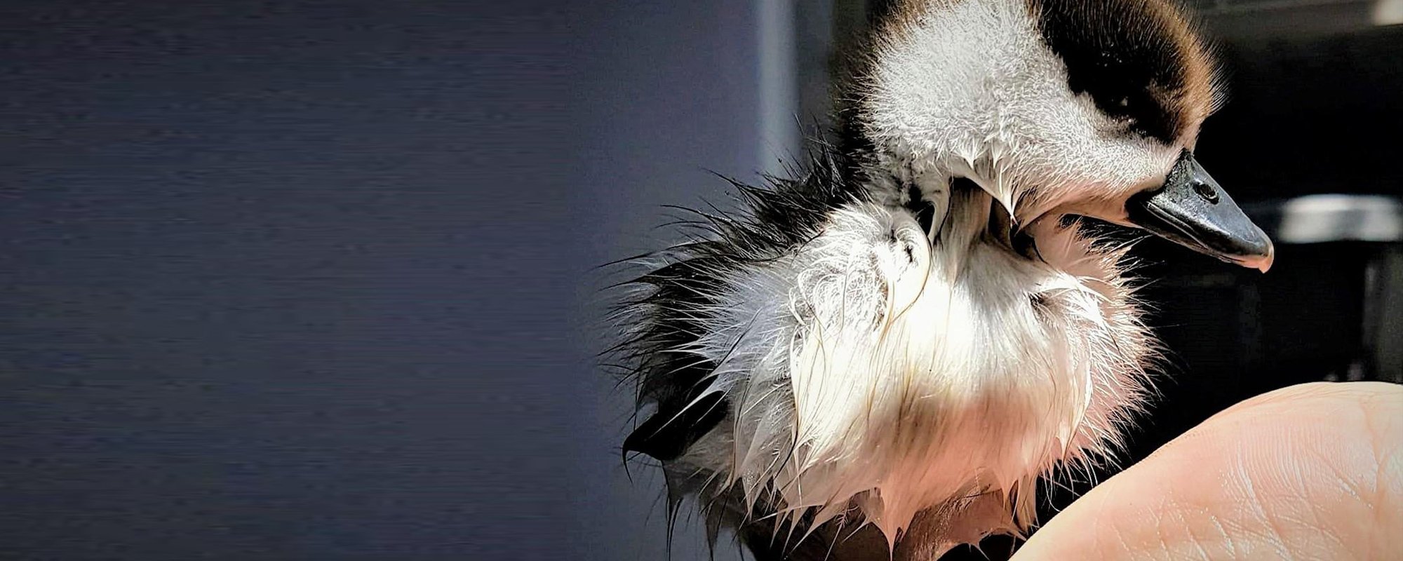 Small white and brown duckling with wet fur standing in someone's hand after a bath