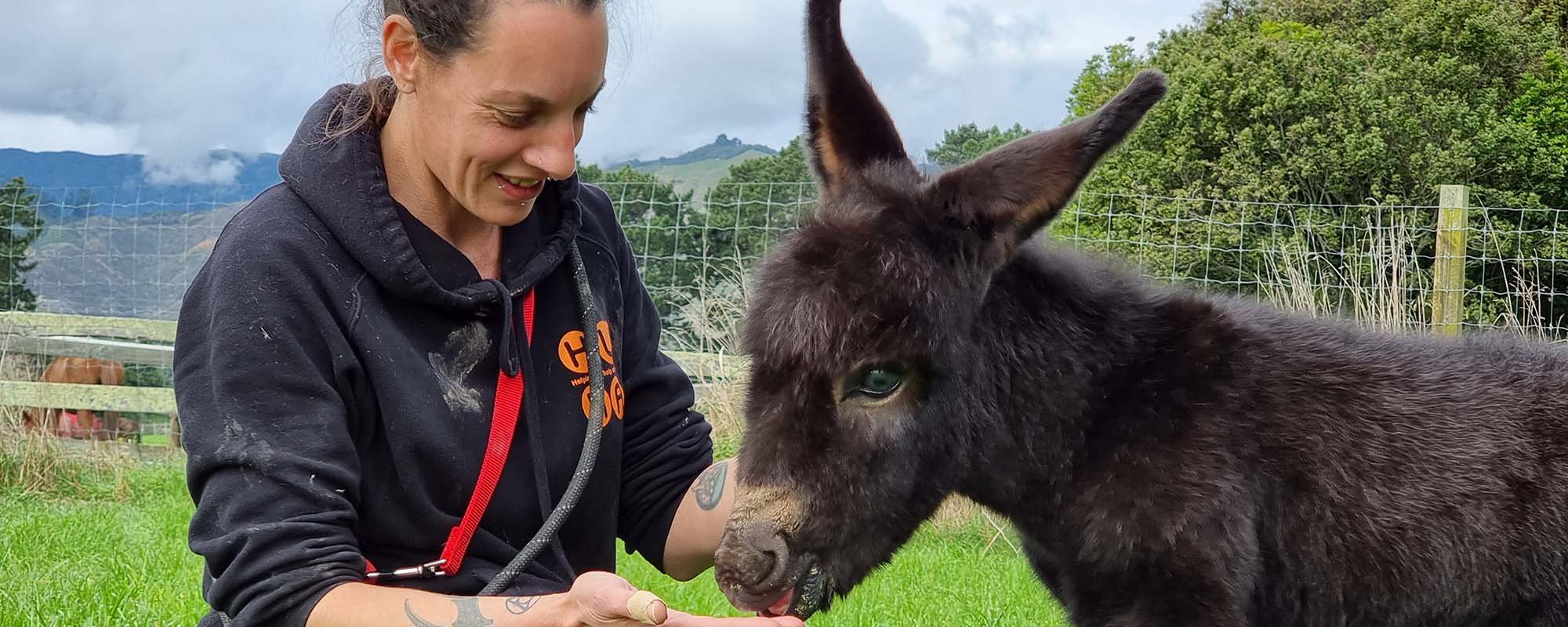  Huha team member in a navy blue hoodie feeding a dark brown donkey from her hand while sitting in a vibrant green paddock