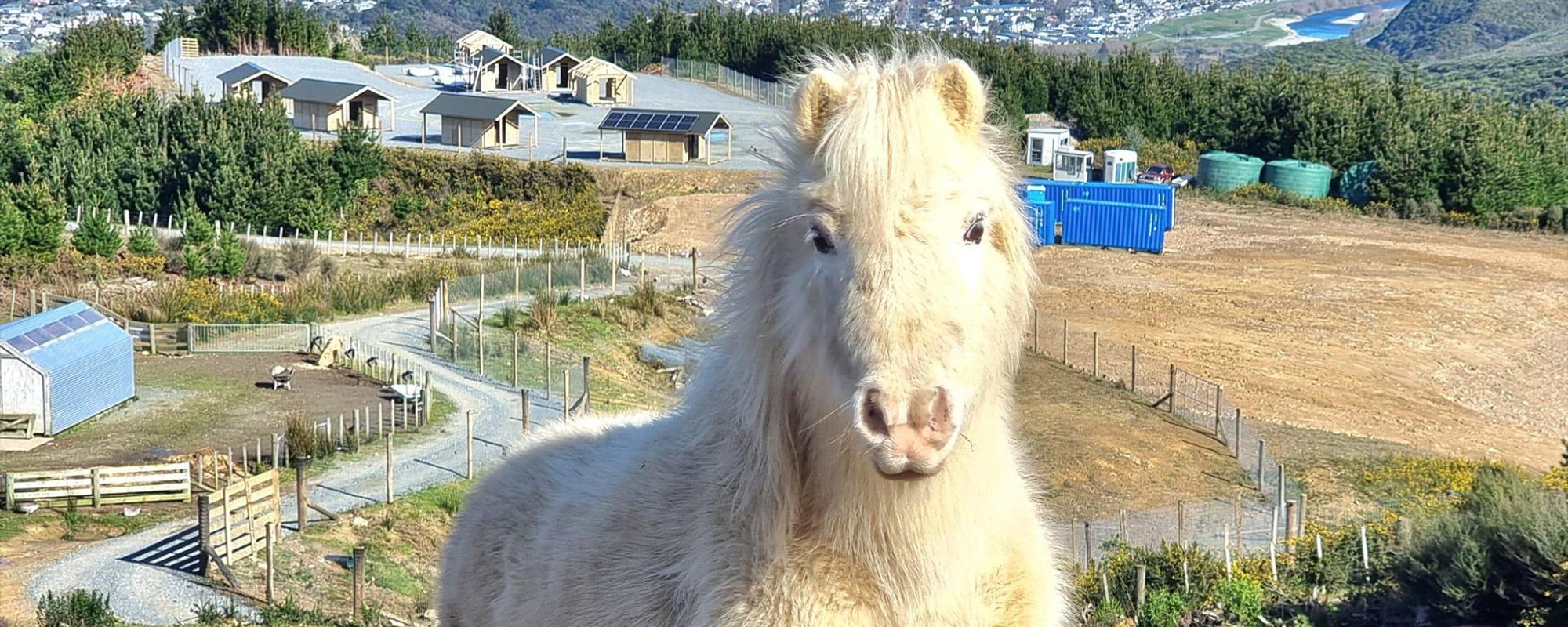 Fluffy white horse staring down the camera on a hill with a farm in the background
