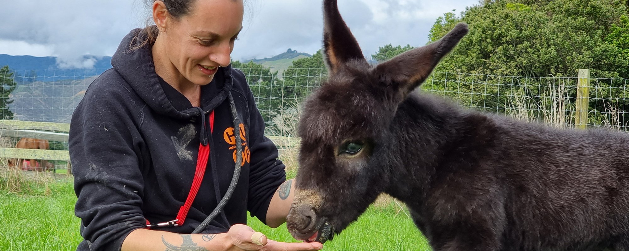 Huha team member in a navy blue hoodie feeding a dark brown donkey from her hand while sitting in a vibrant green paddock