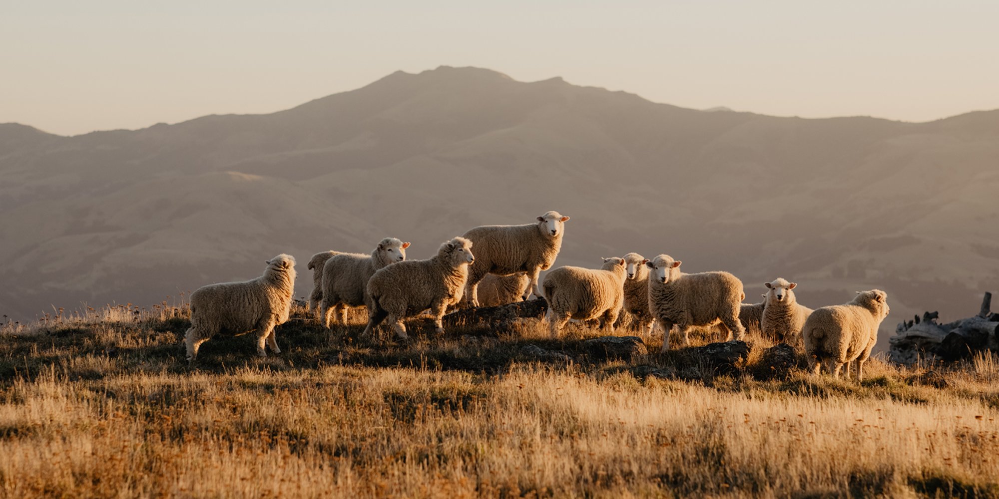 Rural paddock full of sheep as the sun sets with massive hills in the background
