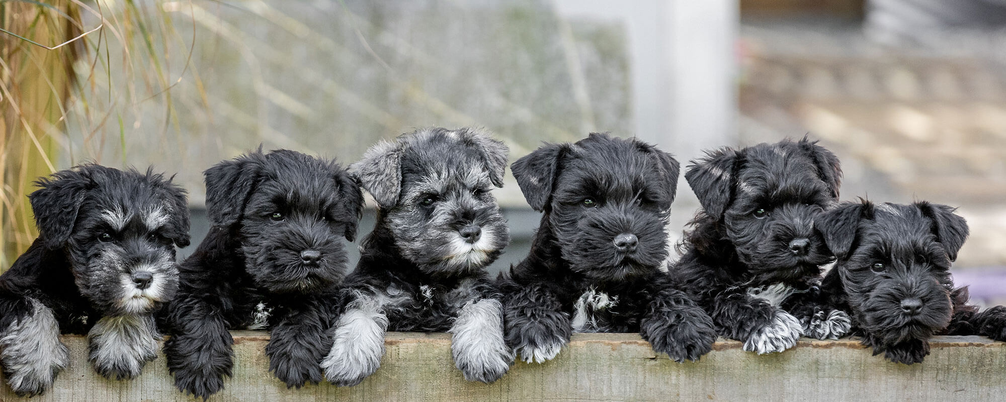 Schondara Schnauzer Puppies