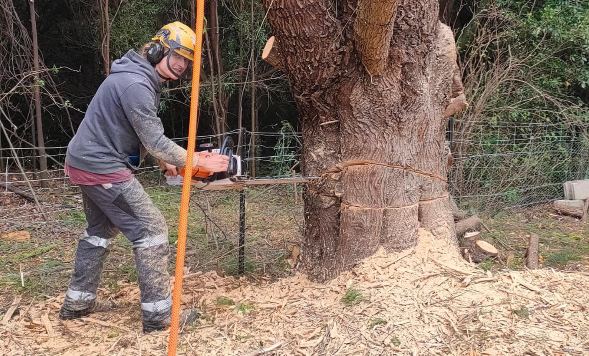 Trained Arborist cutting the trunk of a tree