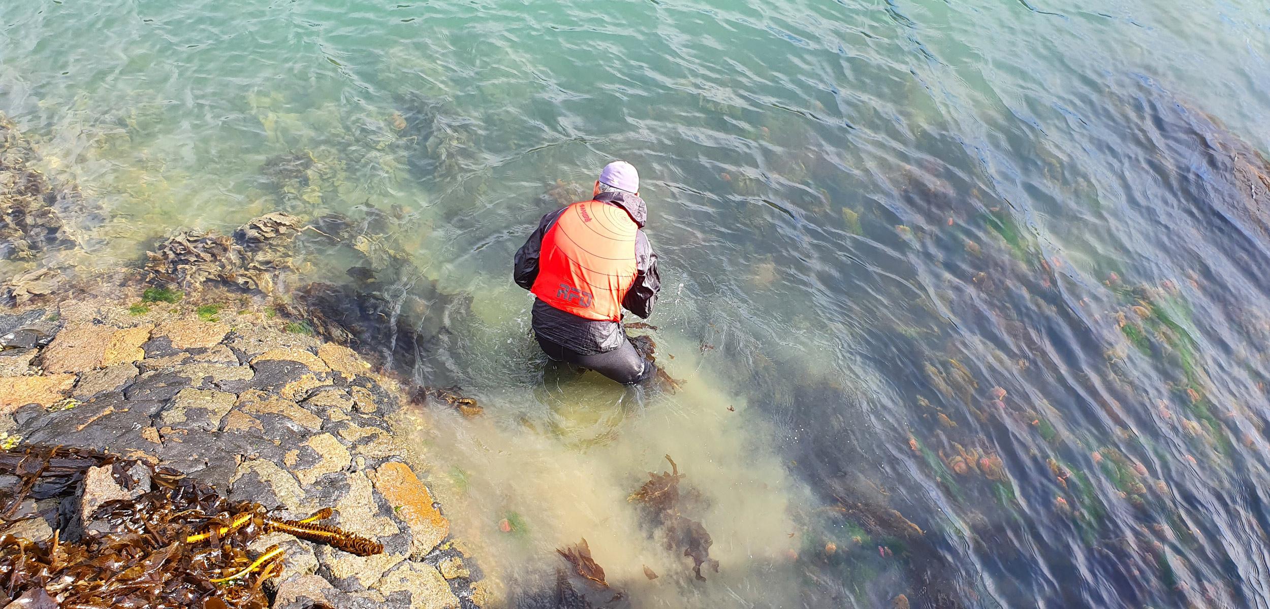 Southern Seaweeds team member standing in the shallow ocean with his orange life jacket amongst wakame seaweed