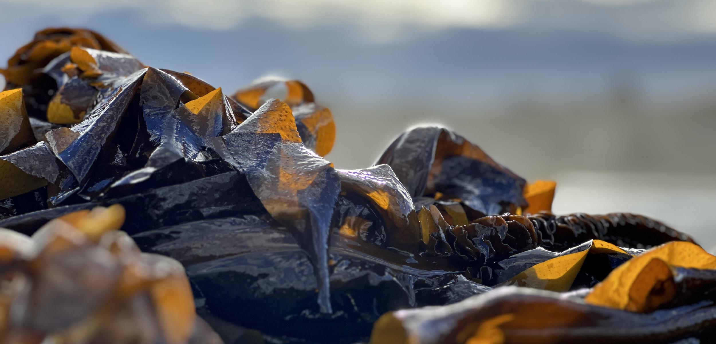 Close up of fresh seaweed recently taken out of the ocean with a blurred background