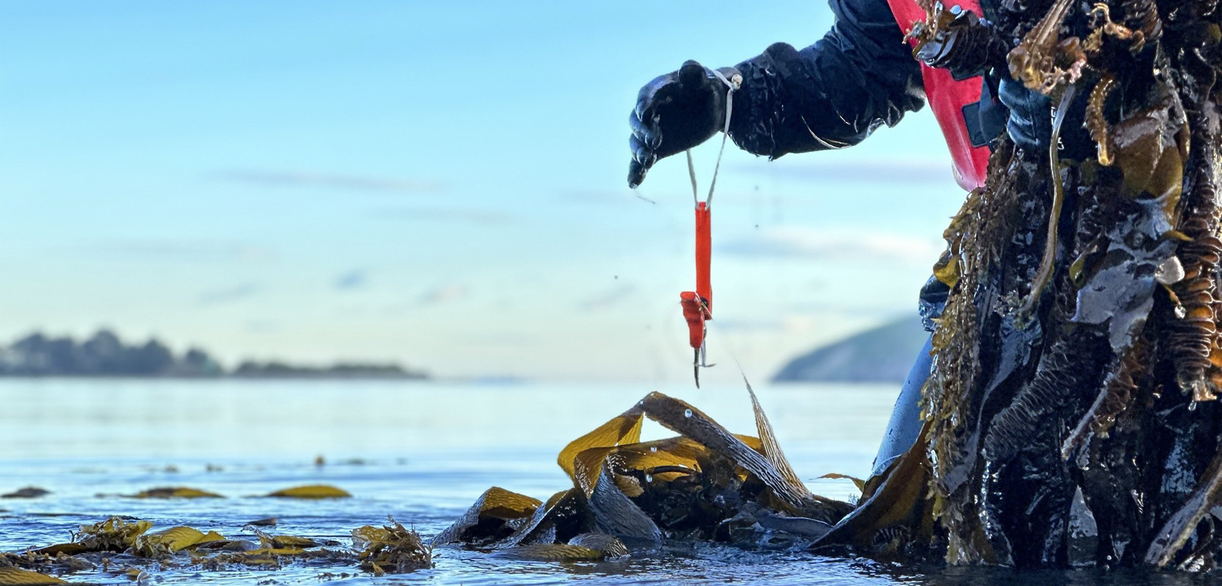 Southern Seaweeds diver standing in shallow sea water as they gather a bunch of fresh seaweed