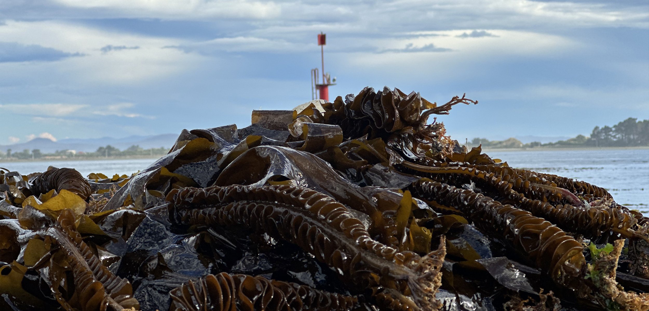 Pile of wet Wakame seaweed collected and piled up on a New Zealand beach