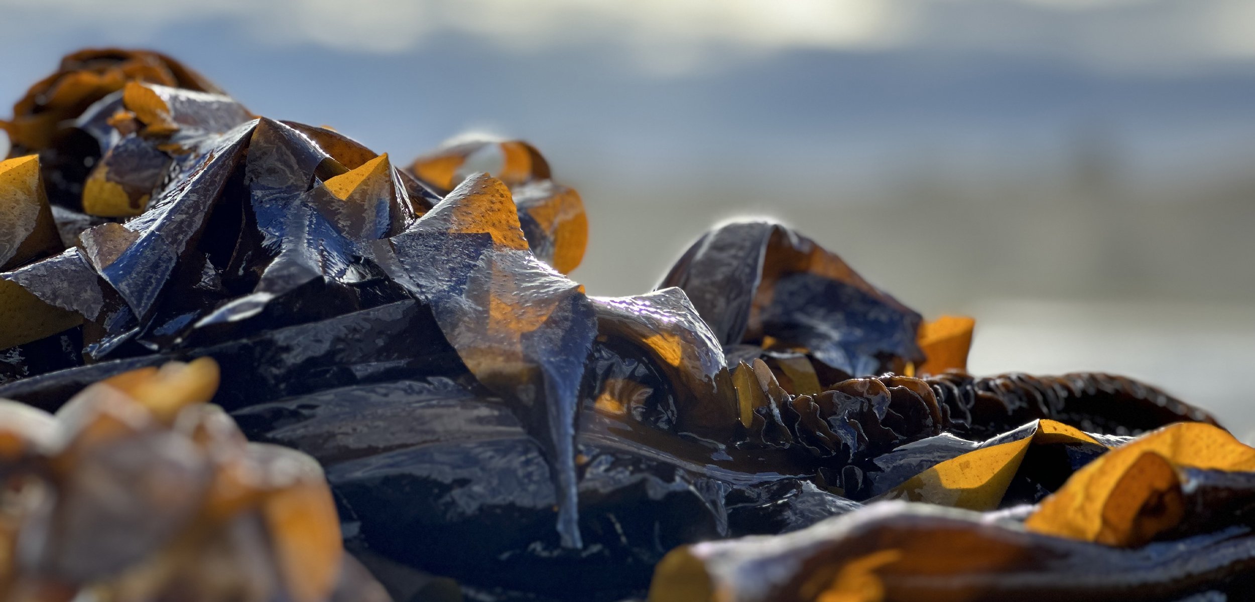 Close up of fresh seaweed recently taken out of the ocean with a blurred background