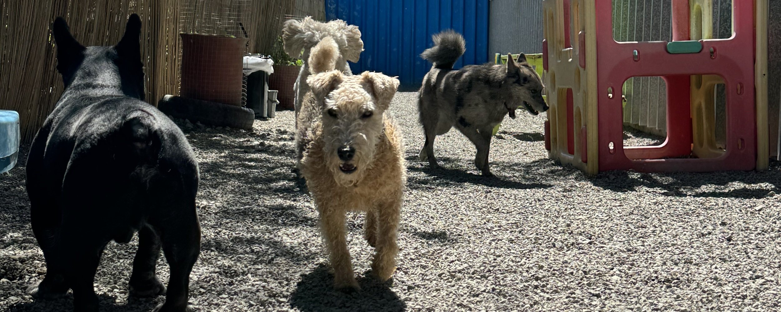 Doggy Day Care pick up drop off Wellington Puppy Daycare