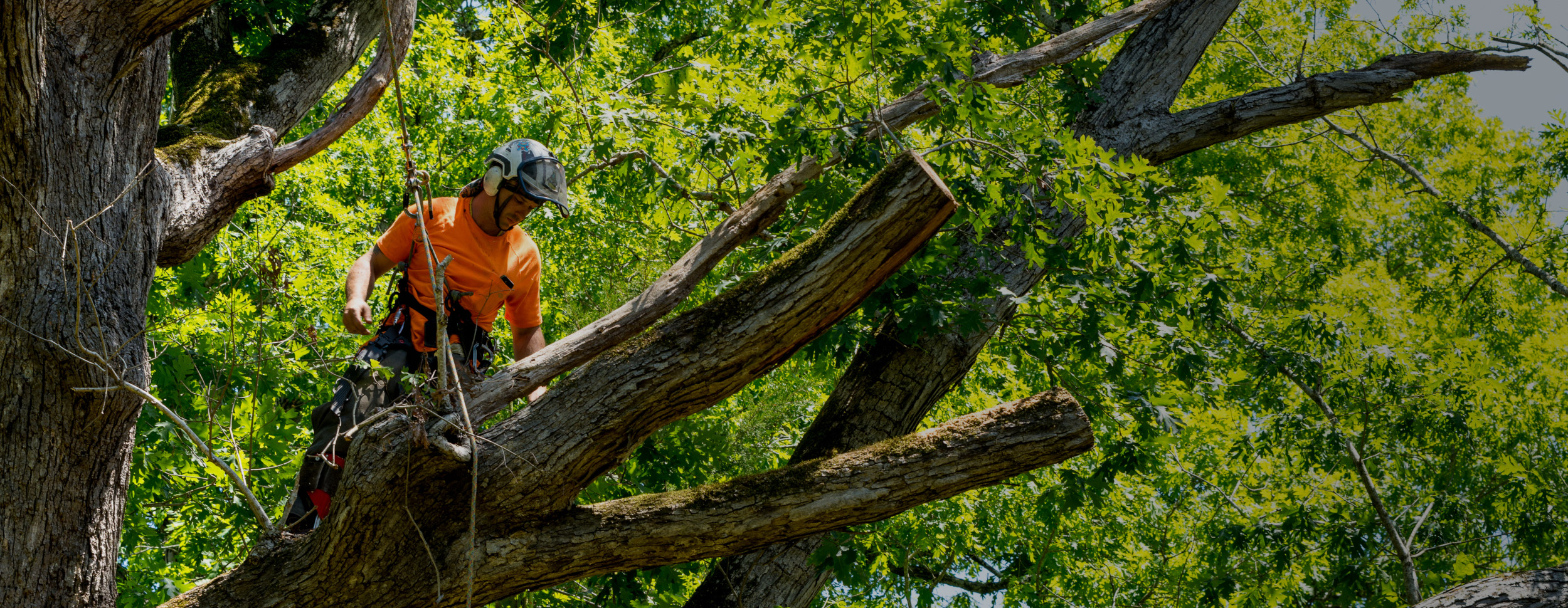 The Tree Truck Ltd our services page link