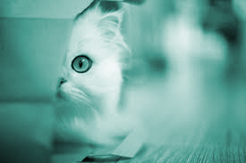 The Year That Wasn’t