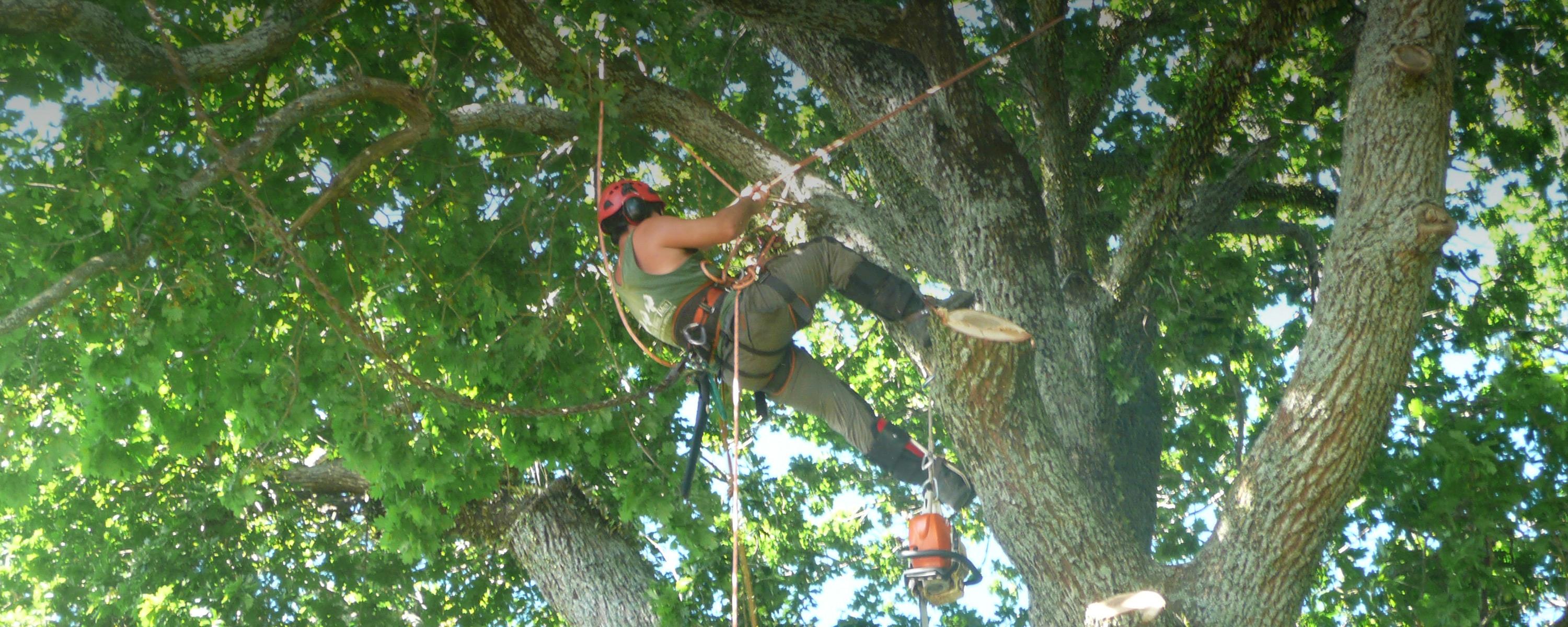 Arborist in Tree