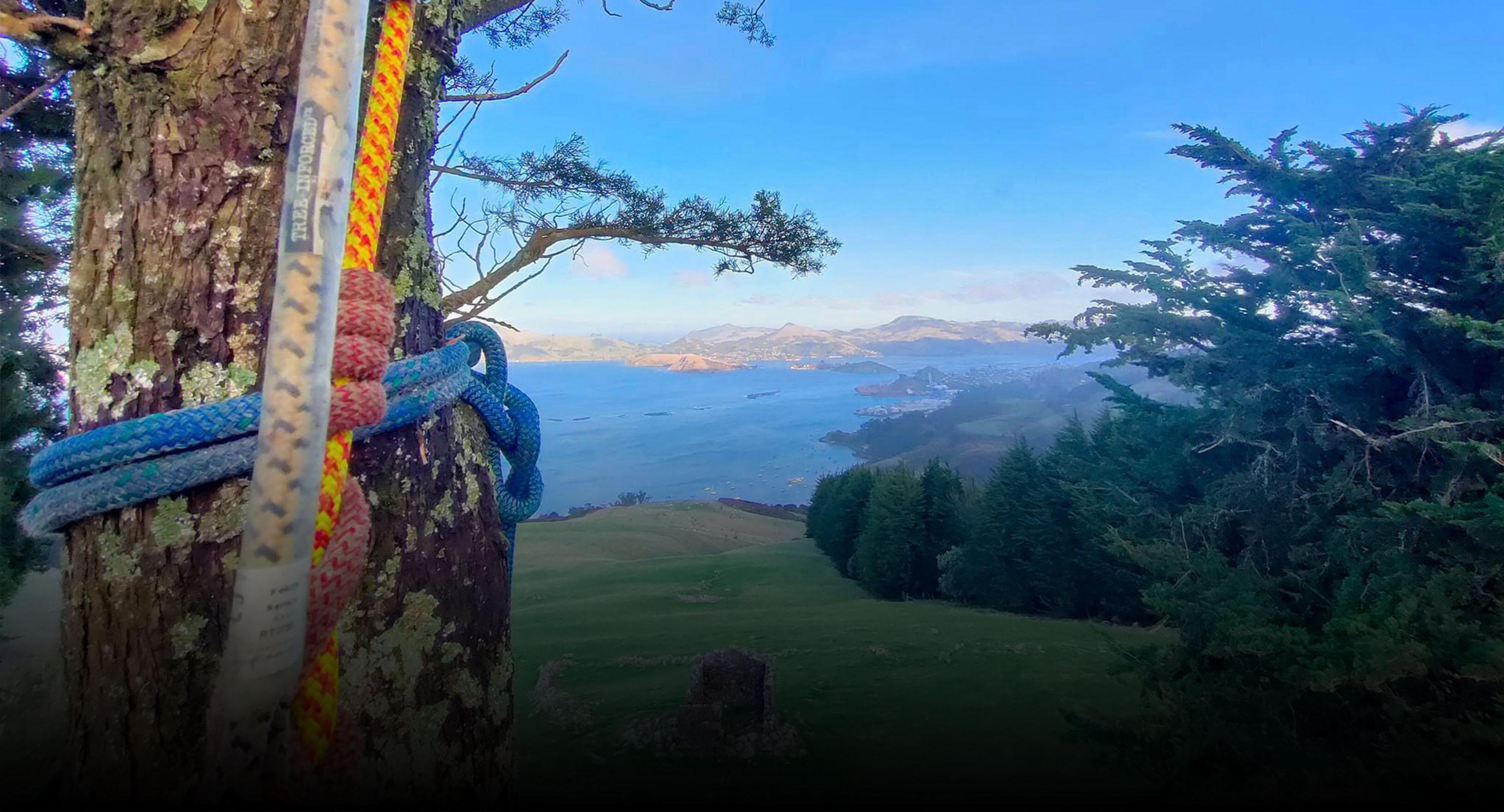 View through trees over the DUnedin harbour