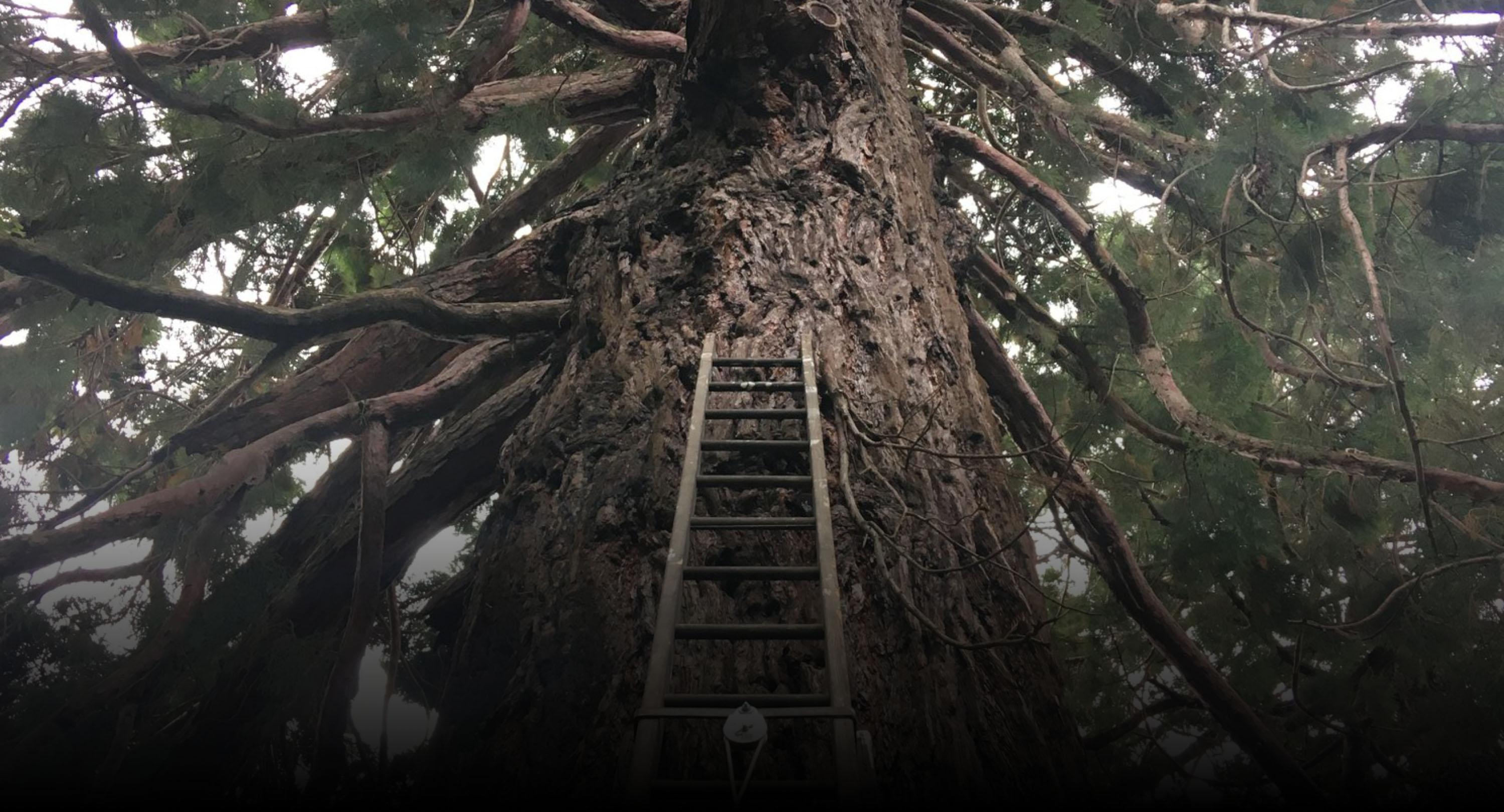 Ladder leaning up against the trunk of a large protected tree