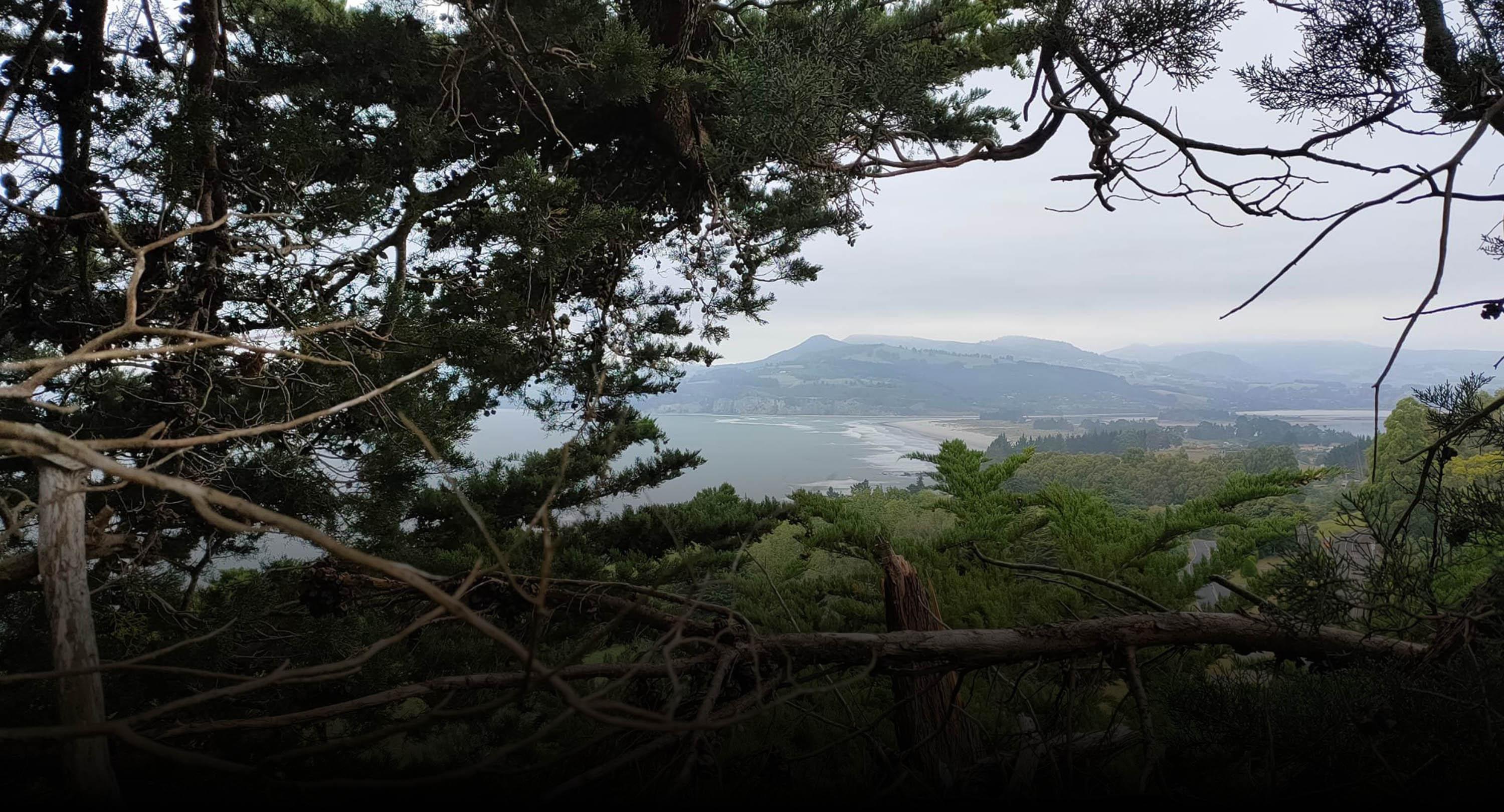 Looking out at scenery through well maintained Trees