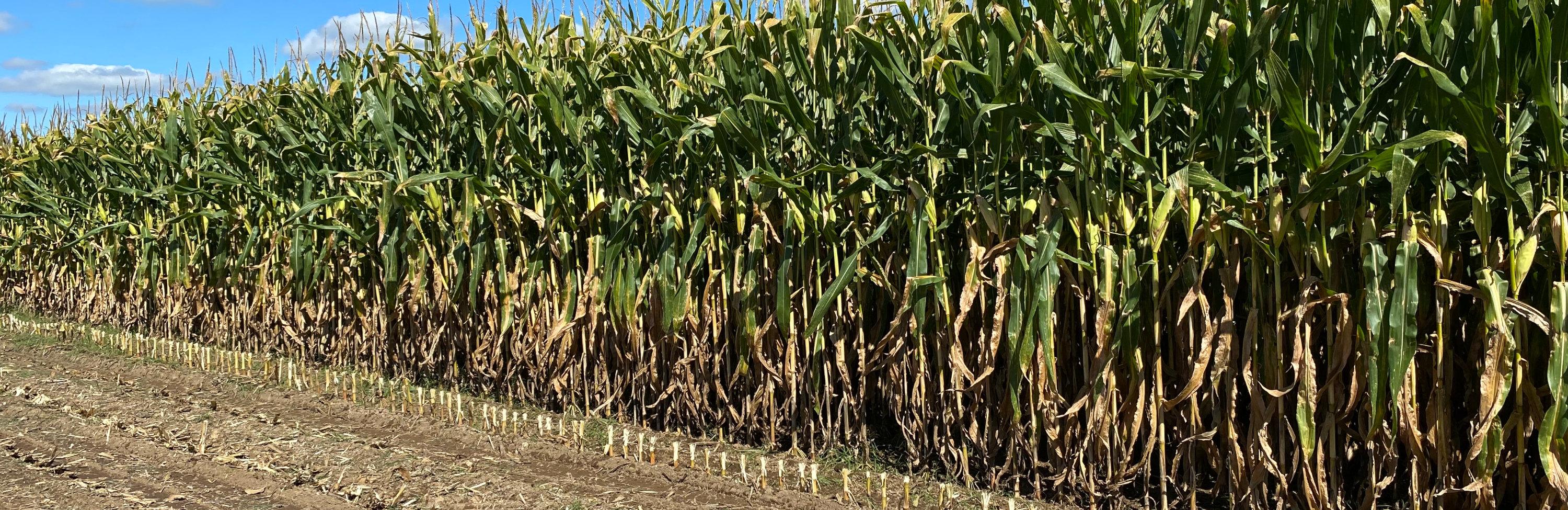 Kiwitahi Maize Growers banner image