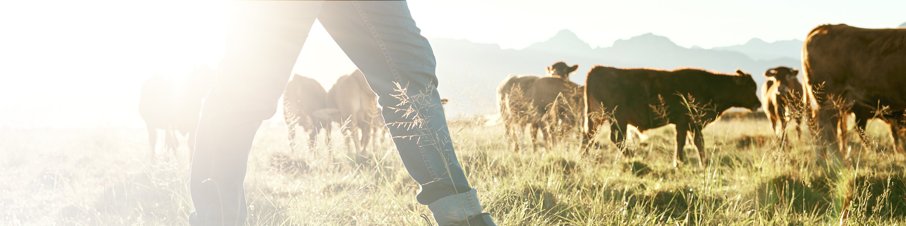 cost-effective calf milk replacer waikato