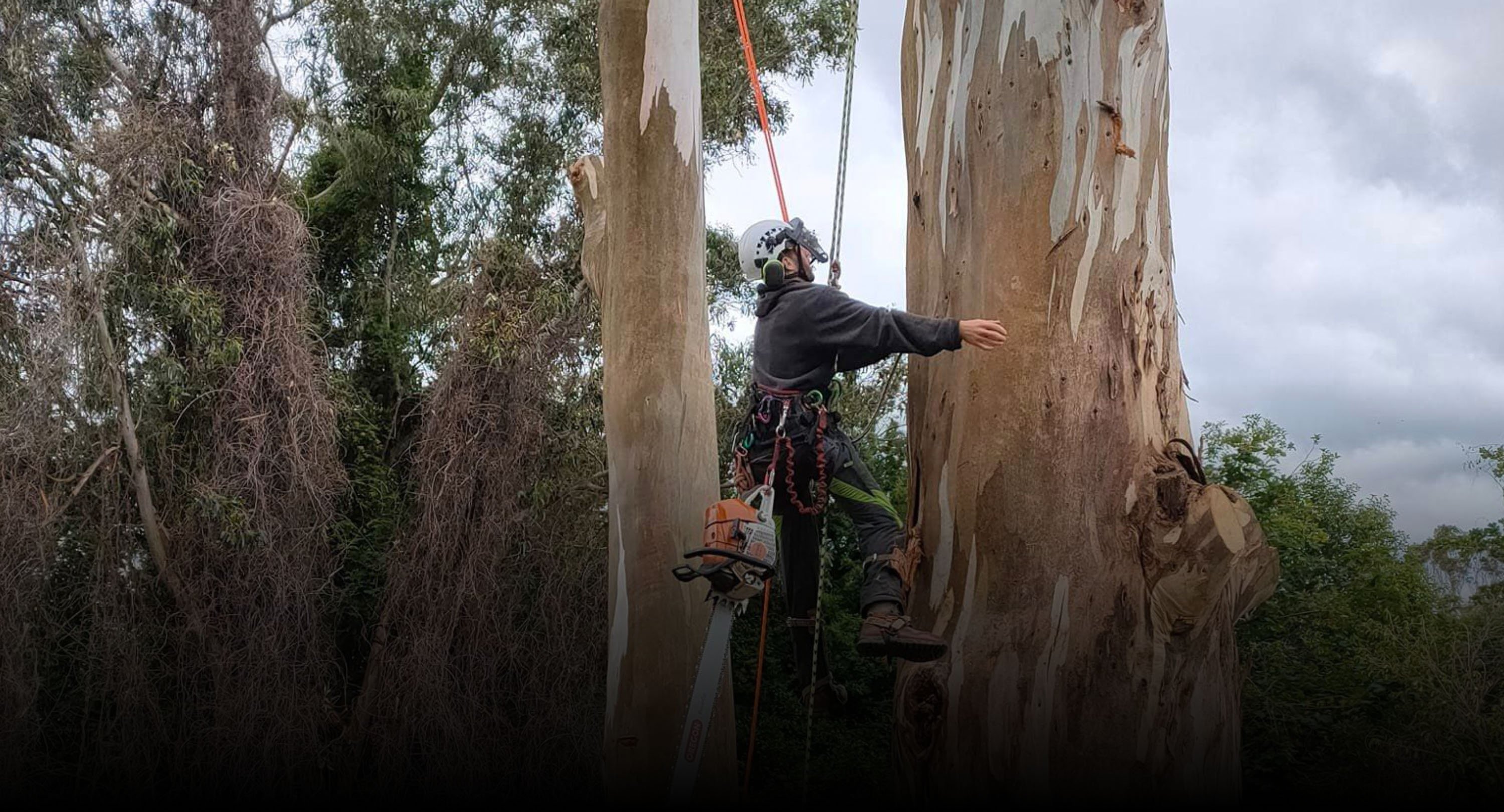 Trained Arborist preparing a large tree for felling