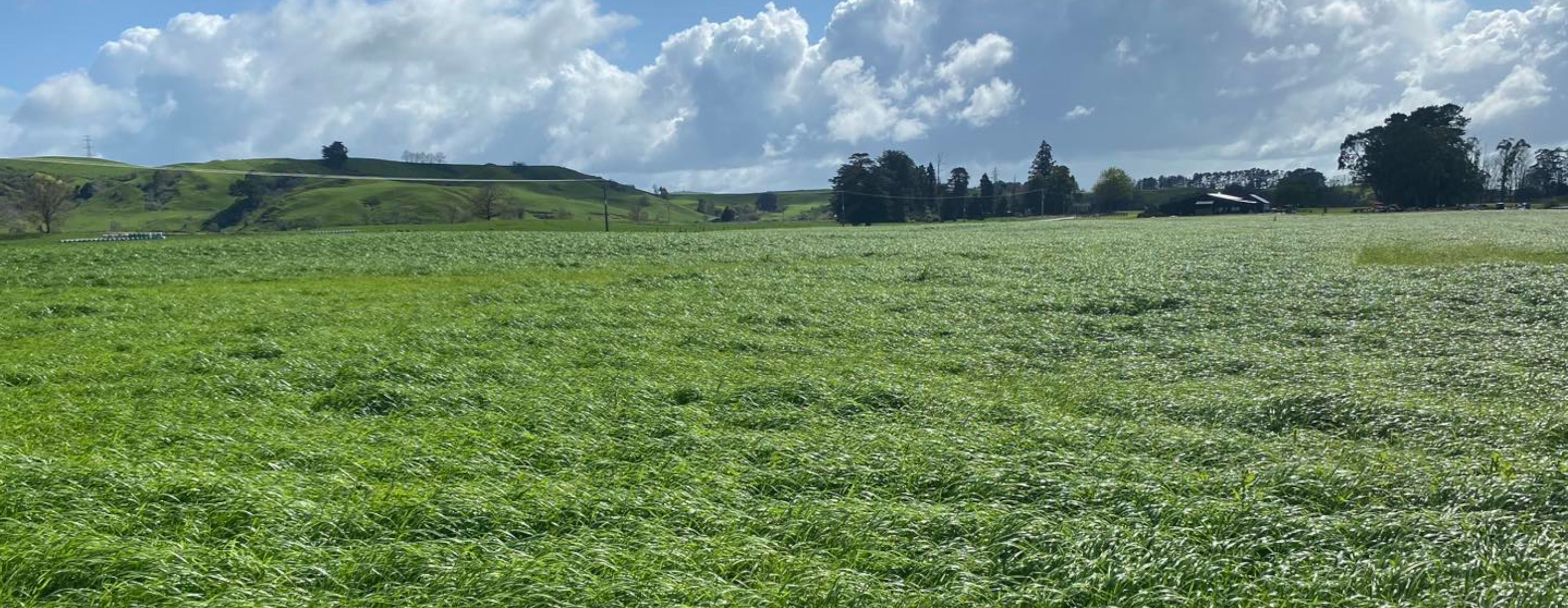 Kiwitahi Maize Growers services image