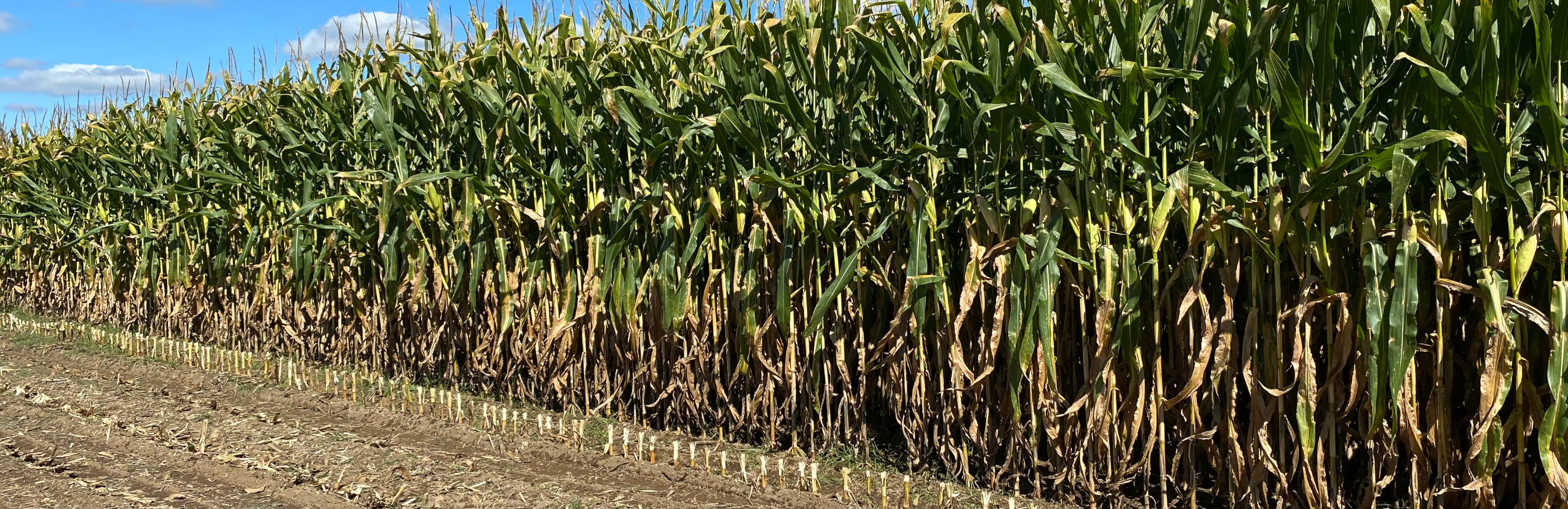 Kiwitahi Maize Growers banner image