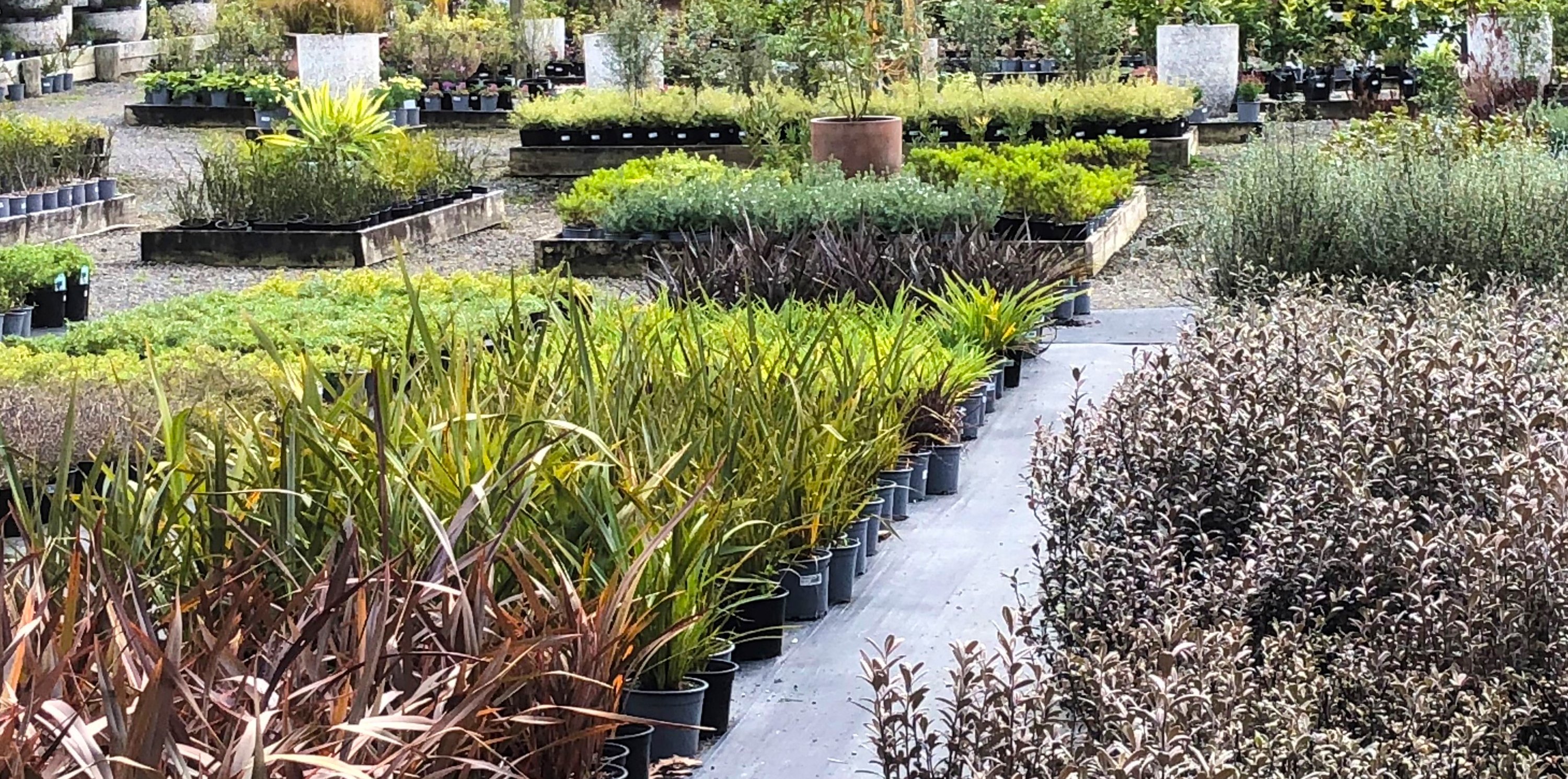 Hot Water Beach Garden Centre home page banner image